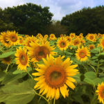 【レジャー】子連れにぴったり！？　成田ゆめ牧場で食べて、飲んで、遊んできた！