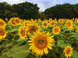 【レジャー】子連れにぴったり！？　成田ゆめ牧場で食べて、飲んで、遊んできた！