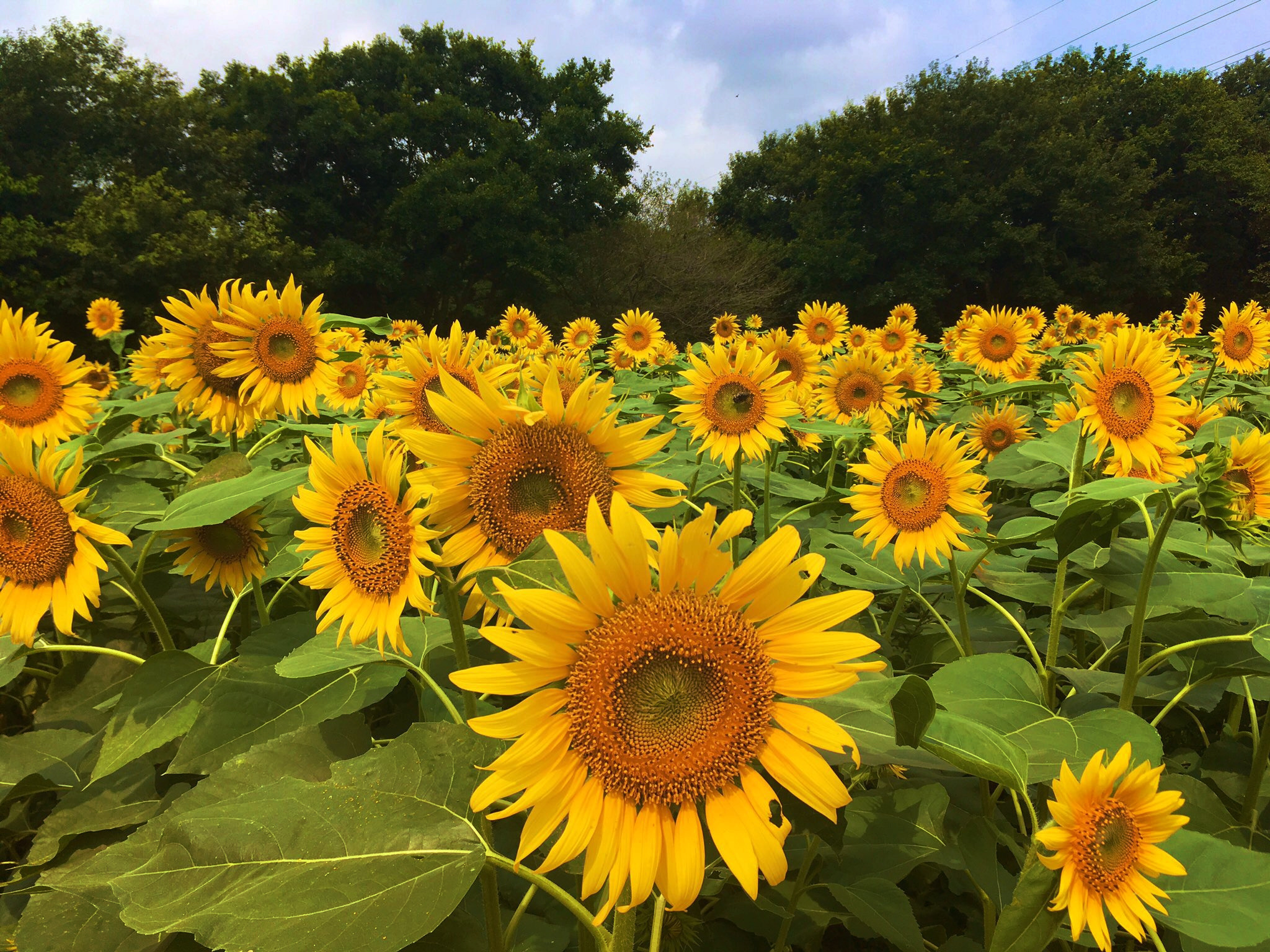 【レジャー】子連れにぴったり！？　成田ゆめ牧場で食べて、飲んで、遊んできた！