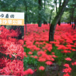 9月中旬から見頃！500万本の真っ赤な絨毯な「曼殊沙華」を「巾着田」に見に行こう！