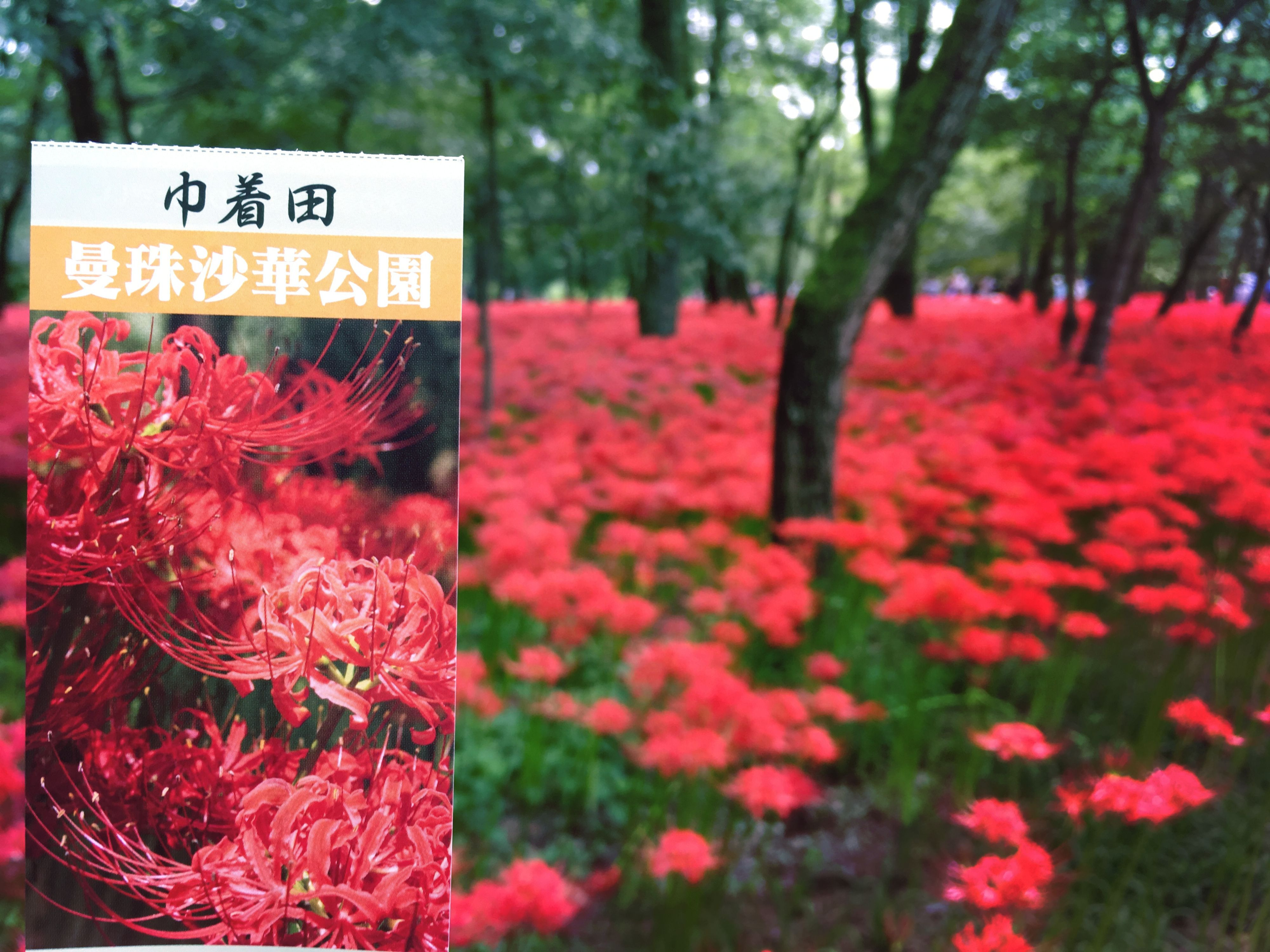 9月中旬から見頃！500万本の真っ赤な絨毯な「曼殊沙華」を「巾着田」に見に行こう！