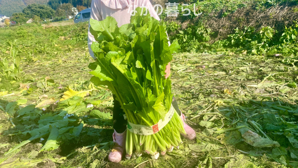 野沢菜の収穫（ながの暮らし）