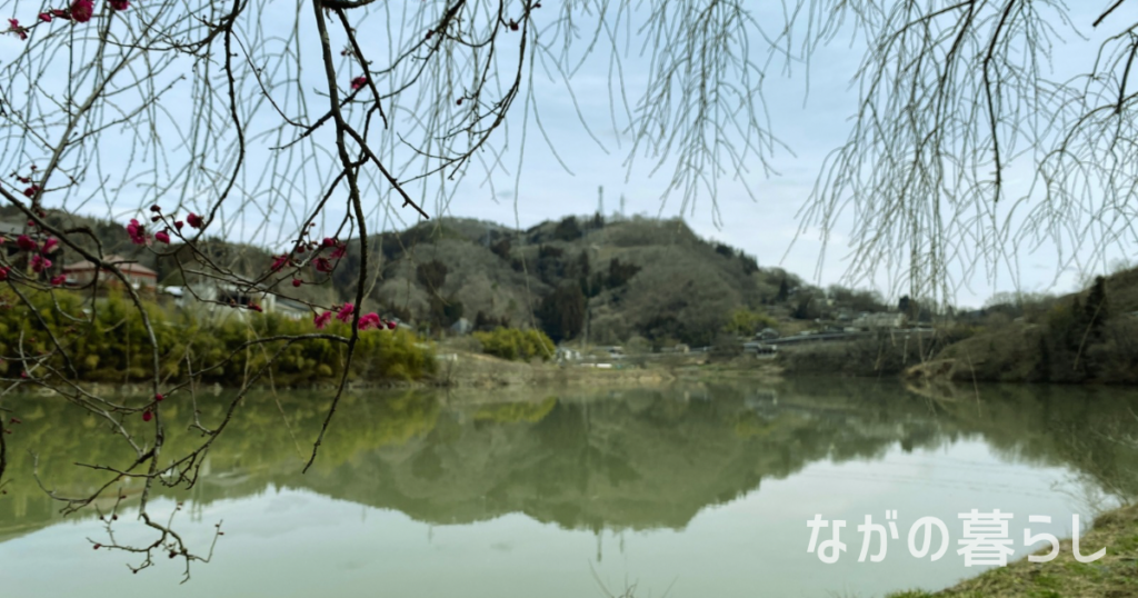 【3月下旬～4月上旬】信州新町「ろうかく梅園 花祭り」で梅の香りを楽しみました！