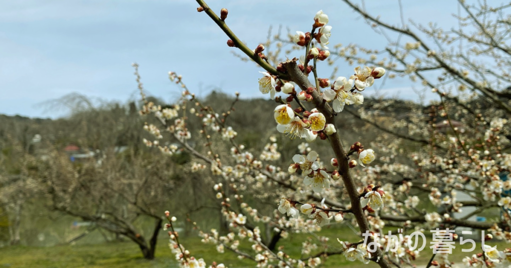 【3月下旬～4月上旬】信州新町「ろうかく梅園 花まつり」で梅の香りを楽しみました！