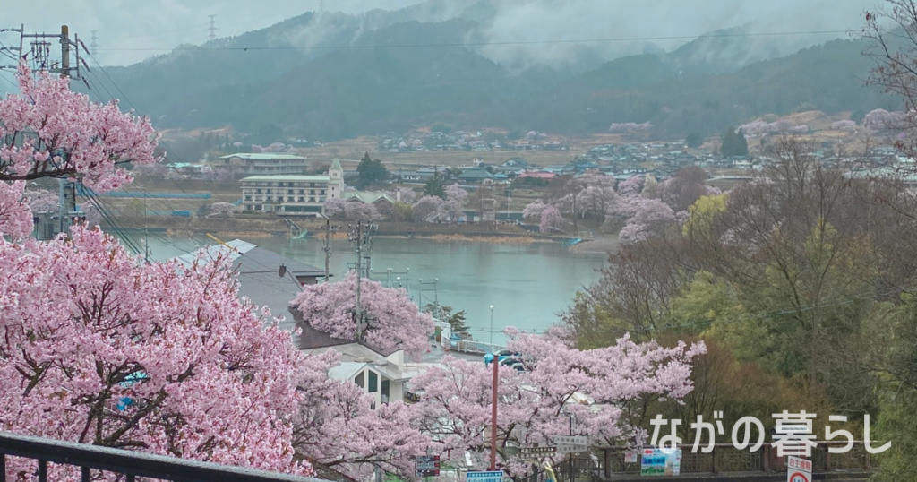 【長野県伊那市】日本三大桜名所「高遠城址公園さくら祭り」に行ってきました！（４月上旬～中旬）