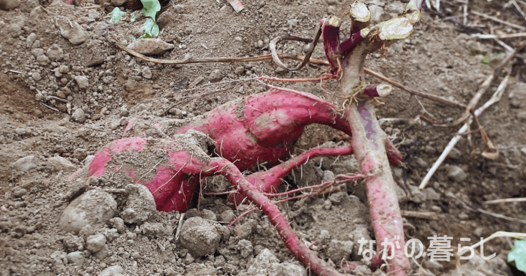 【須坂市】農業試験場・果樹試験場の一般公開に行ってきました