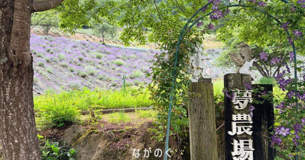 【長野県池田町】夢農場のラベンダー収穫体験に行ってきました！