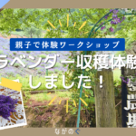 【長野県池田町】夢農場のラベンダー収穫体験に行ってきました！