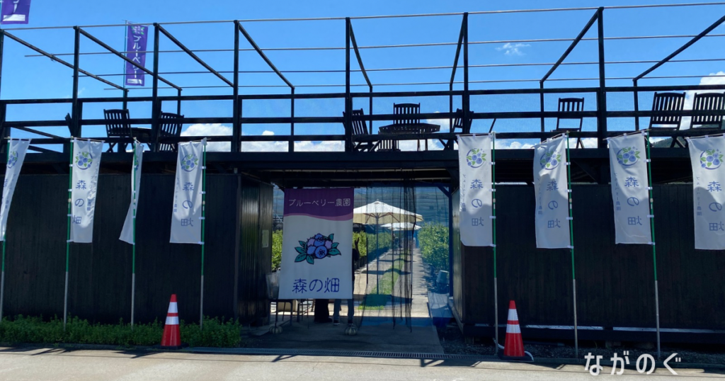 【長野県須坂市】森の畑で「ブルーベリー狩り」に行きました! 2 【長野県須坂市】森の畑で「ブルーベリー狩り」に行きました!