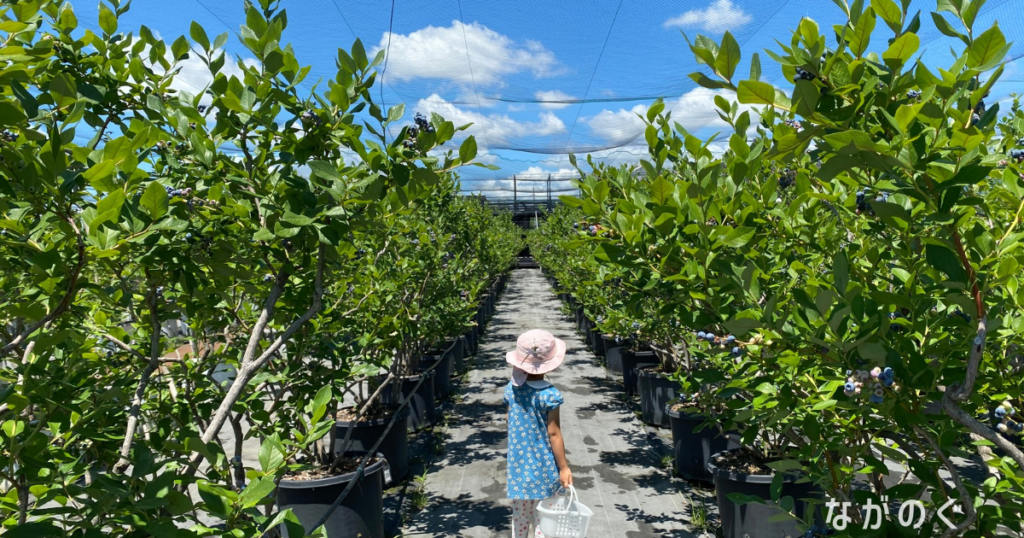 【長野県須坂市】森の畑で「ブルーベリー狩り」に行きました! 3 【長野県須坂市】森の畑で「ブルーベリー狩り」に行きました!