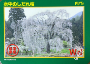 【長野県】北信地域の配布カード 31 災害伝承カード水中のしだれ桜18D