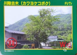 災害伝承カード川除古木（カワヨケコボク）71N
