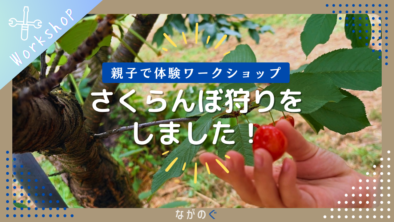 【長野県中野市】小沢観光農園で「さくらんぼ狩り」しました！